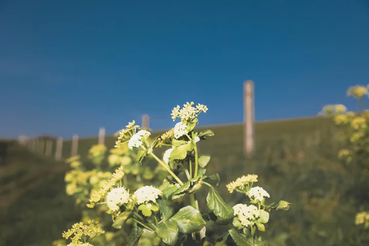 Coastal flowers against blue sky — photograph by Monty Bray