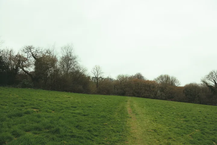 Green field and tree line — photograph by Monty Bray