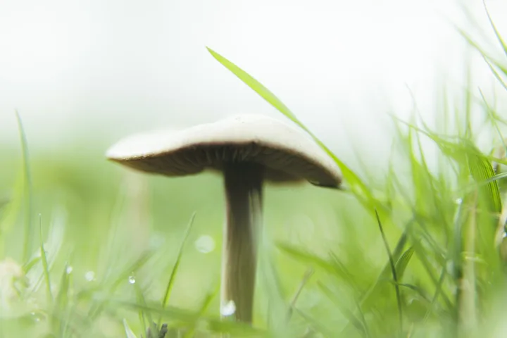 Mushroom among the grass — photograph by Monty Bray