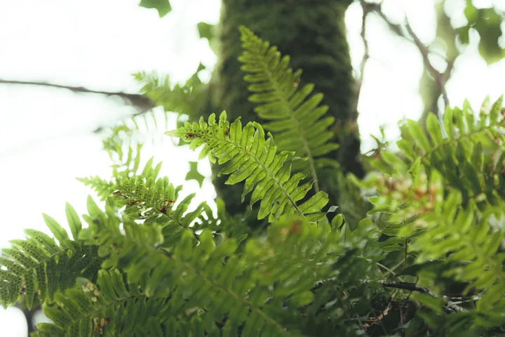 Fern leaves in the light — photograph by Monty Bray
