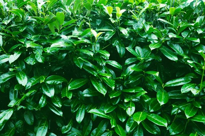 Glossy green foliage — photograph by Monty Bray