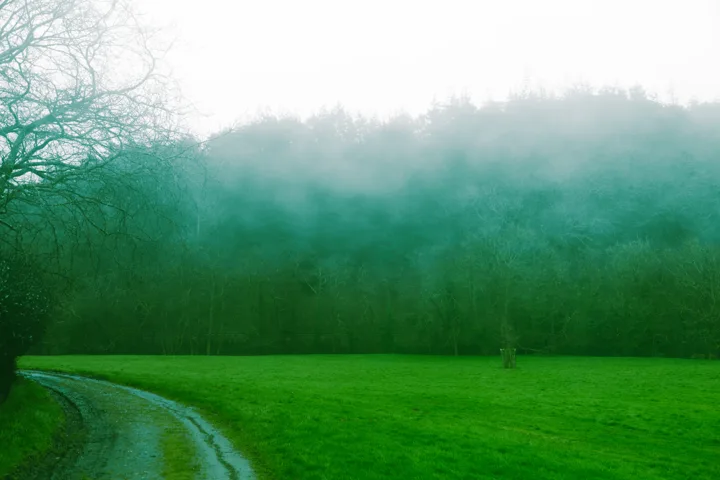 Misty woodland beside the road — photograph by Monty Bray