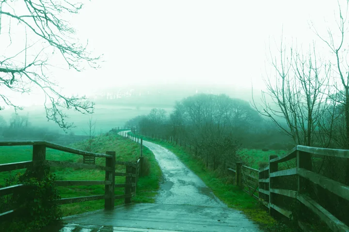 Country lane through the mist — photograph by Monty Bray