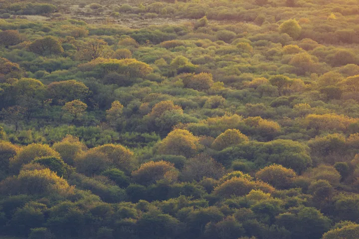 Golden treetops — photograph by Monty Bray