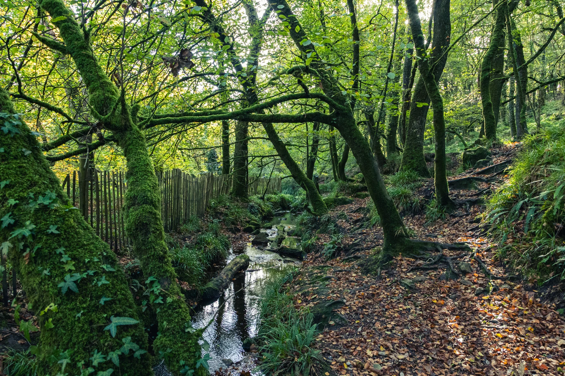 Woodland and stream — Environment project