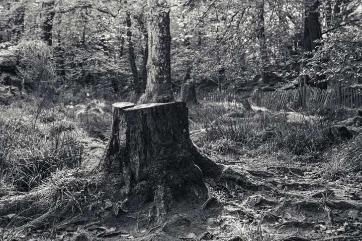 Tree stump and woodland textures — photograph by Monty Bray