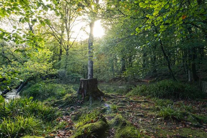 Sunlight through the canopy — photograph by Monty Bray