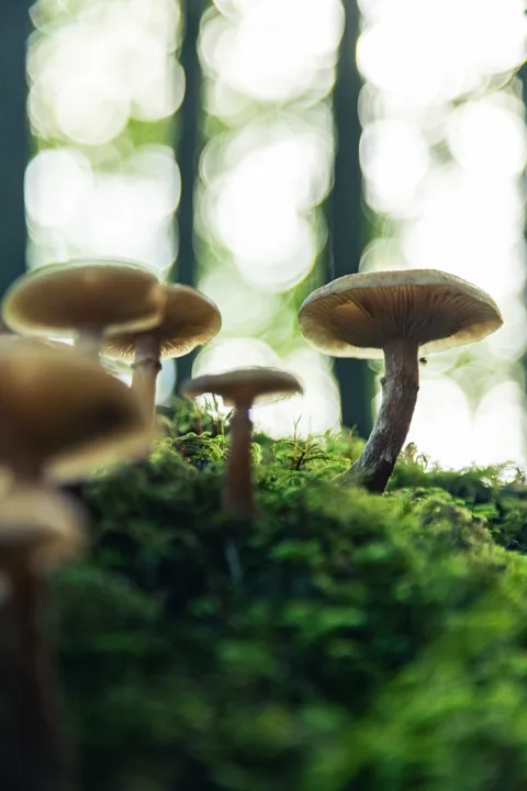 Mushrooms on the forest floor — photograph by Monty Bray