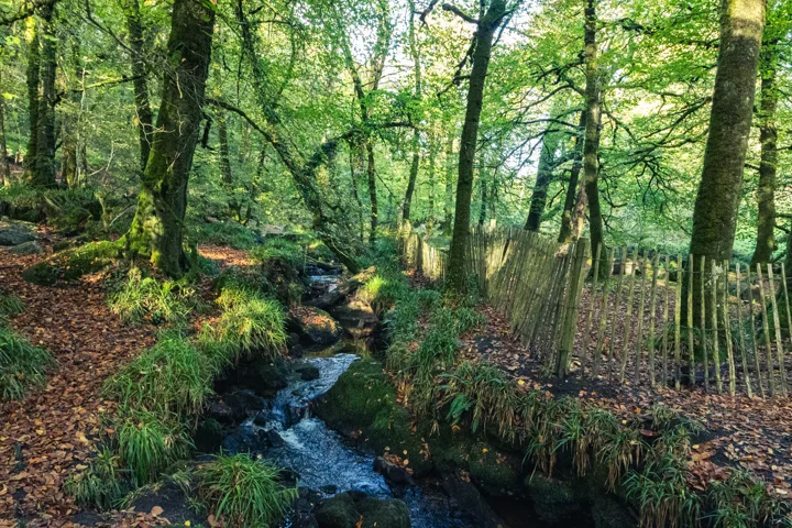 Stream beside the fence — photograph by Monty Bray