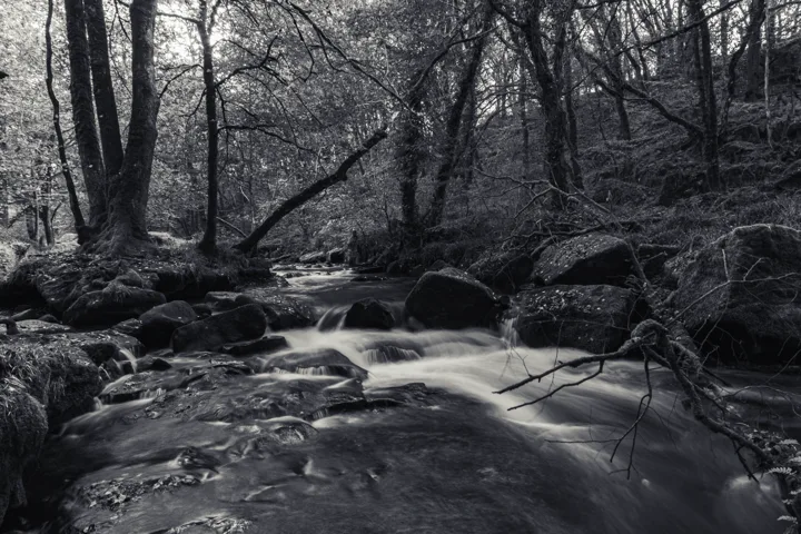River through the woods — photograph by Monty Bray