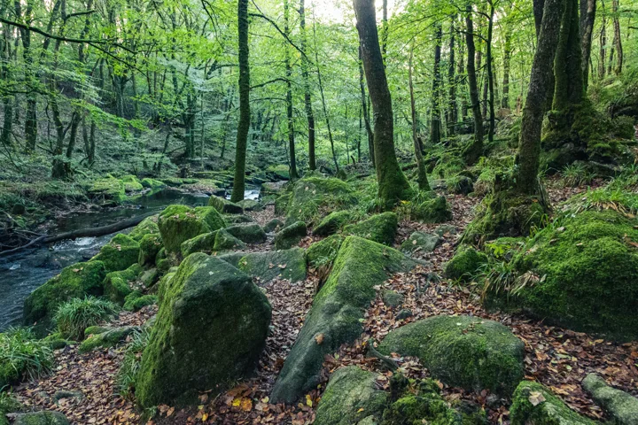 Moss-covered boulders — photograph by Monty Bray
