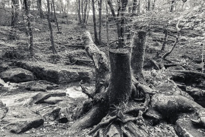 Roots among the rocks — photograph by Monty Bray