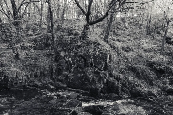 Branches above the riverbank — photograph by Monty Bray