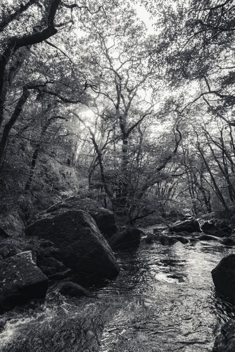 Light along the river — photograph by Monty Bray