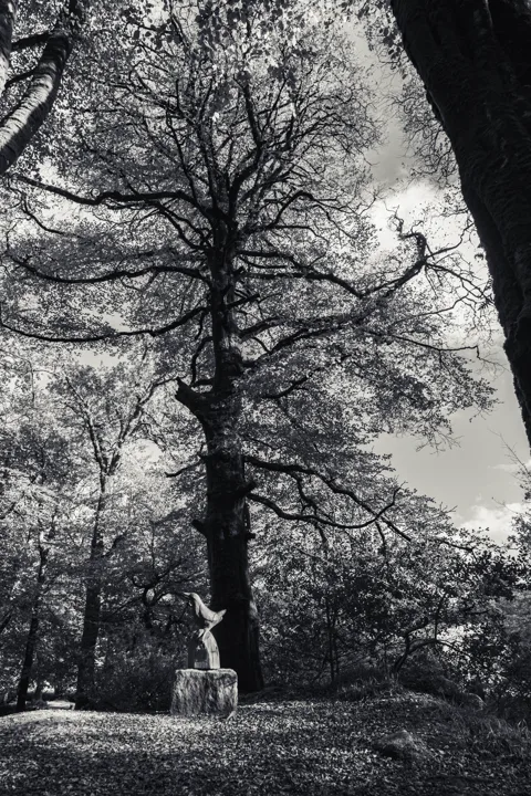 Tall tree beneath the clouds — photograph by Monty Bray