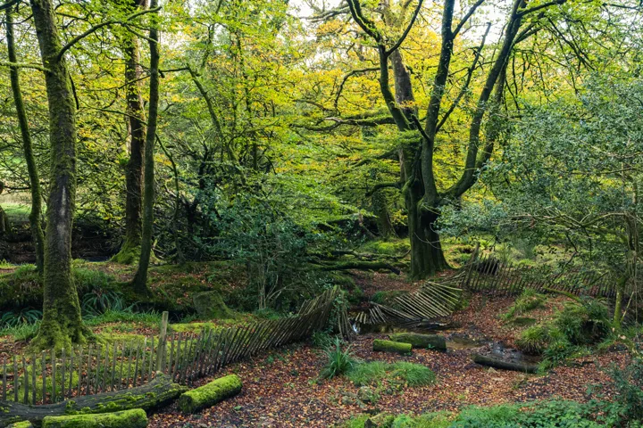 Fallen branches and ferns — photograph by Monty Bray