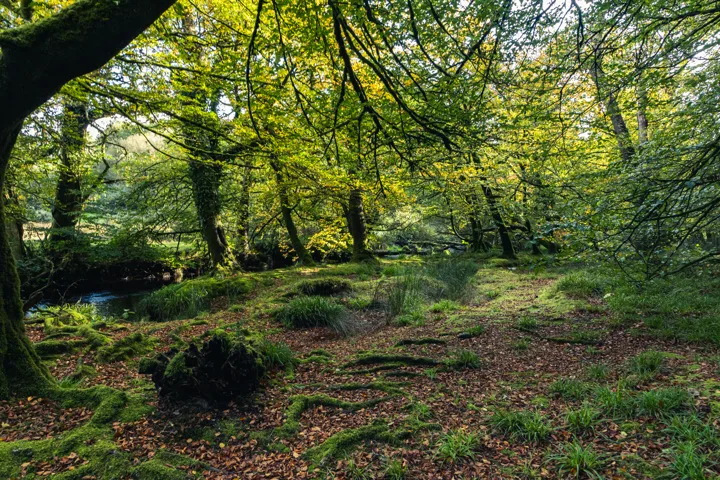 Autumn woodland path — photograph by Monty Bray