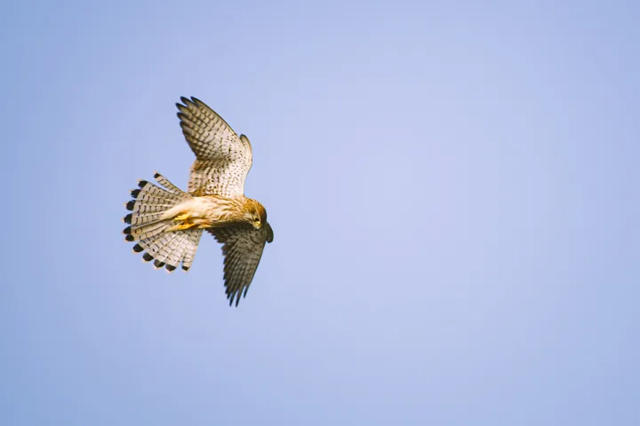 Birds in flight — photograph by Monty Bray