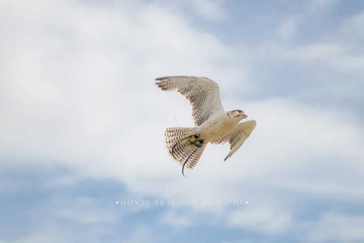 Birds in flight — photograph by Monty Bray
