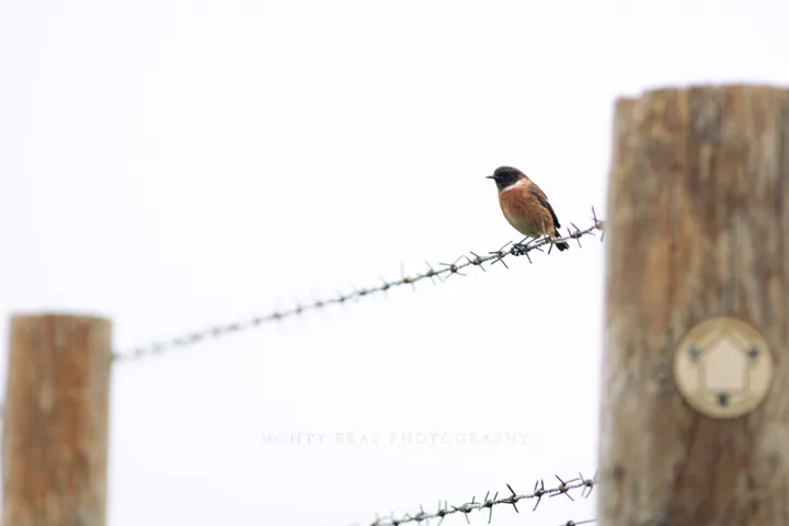 Bird on the fence — photograph by Monty Bray