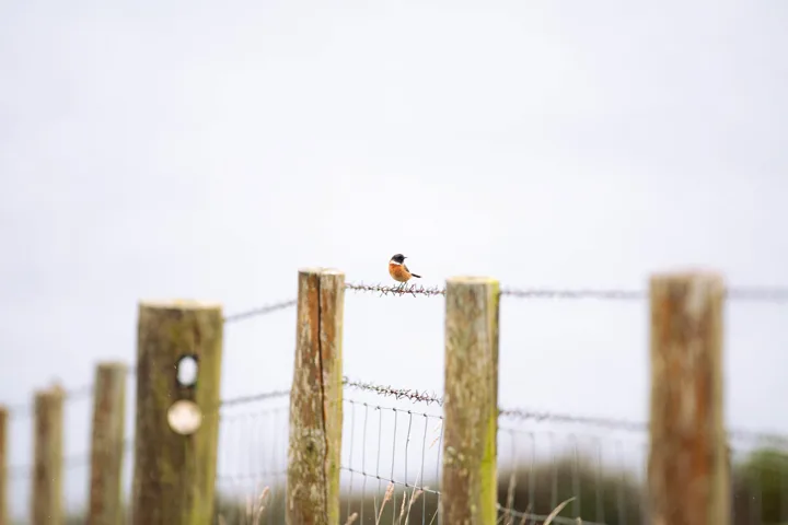 Bird on the fence — photograph by Monty Bray