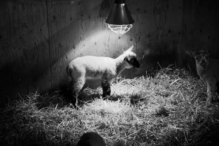 Lambs in the barn — photograph by Monty Bray