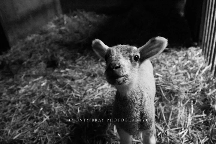 Lambs in the barn — photograph by Monty Bray