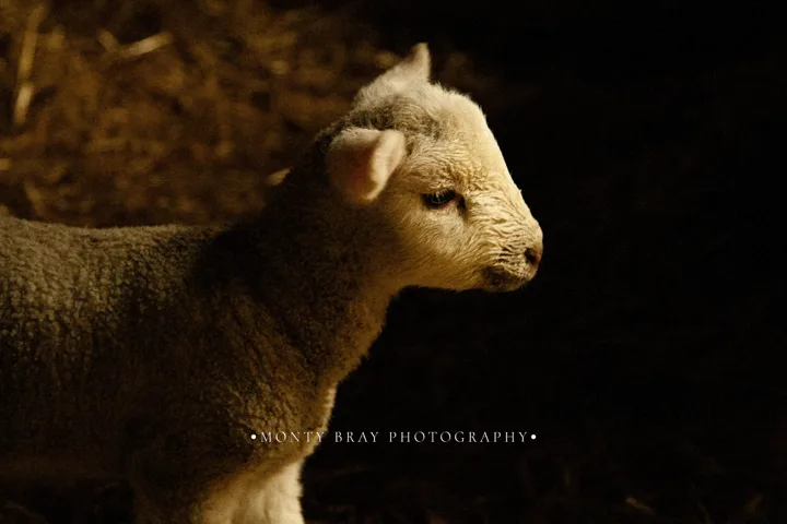 Lambs in the barn — photograph by Monty Bray