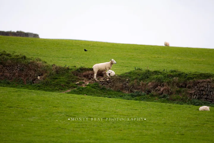 Grazing animals in the landscape — photograph by Monty Bray