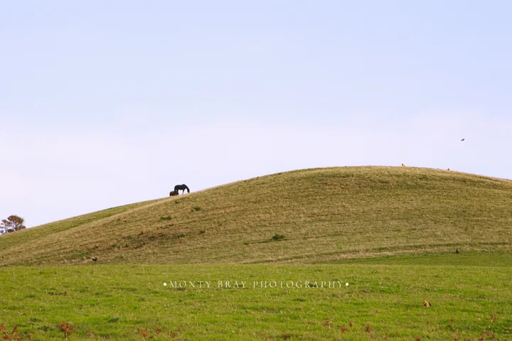 Grazing animals in the landscape — photograph by Monty Bray