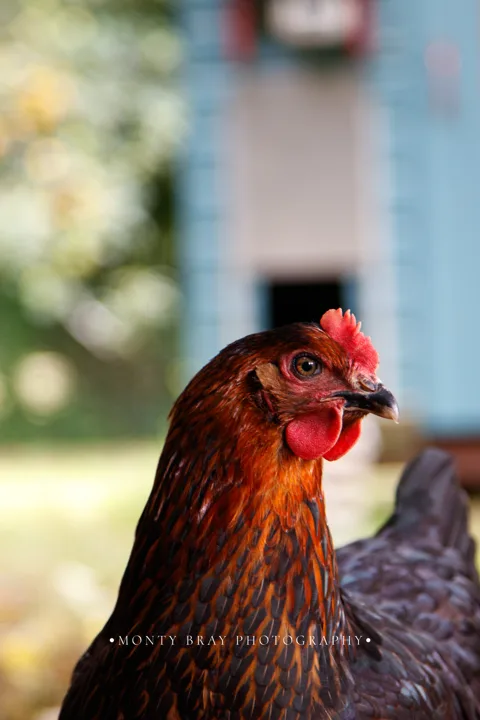 Chicken portraits — photograph by Monty Bray