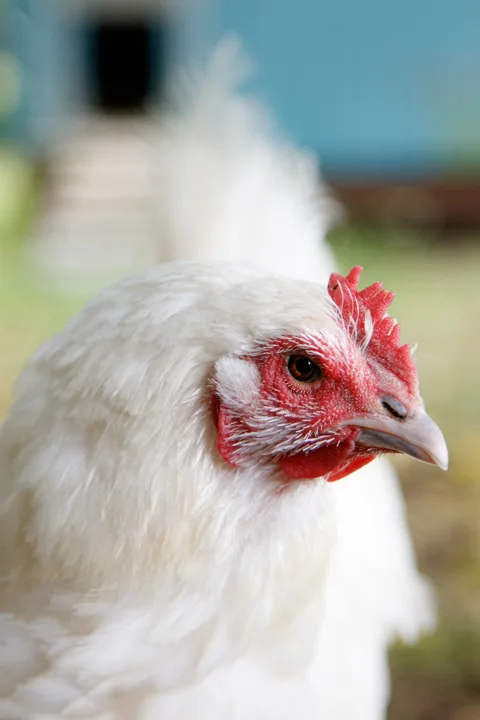 Chicken portraits — photograph by Monty Bray
