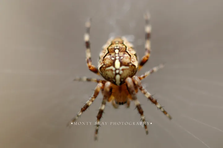 Small wildlife and macro — photograph by Monty Bray