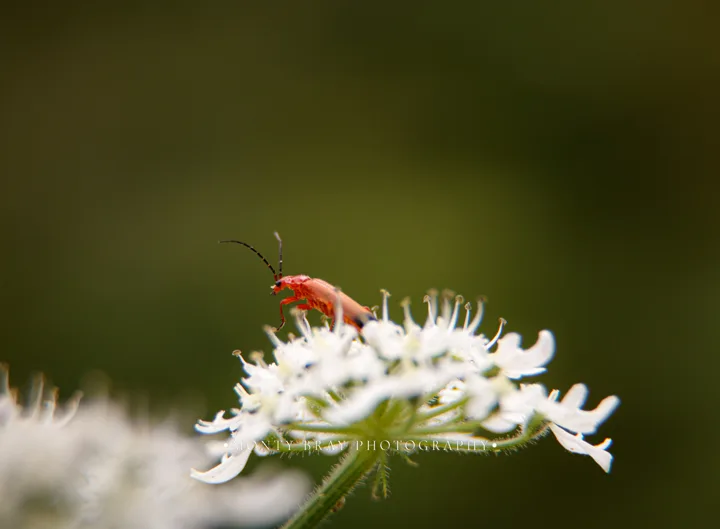 Small wildlife and macro — photograph by Monty Bray