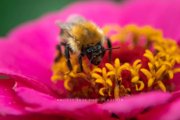 Small wildlife and macro — photograph by Monty Bray