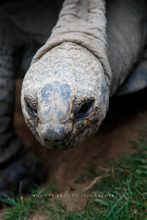 Tortoise details — photograph by Monty Bray