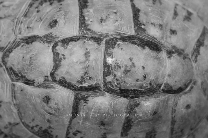 Tortoise details — photograph by Monty Bray