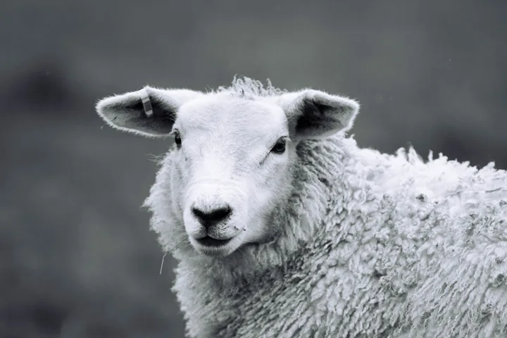 Distinct wildlife photographs — photograph by Monty Bray