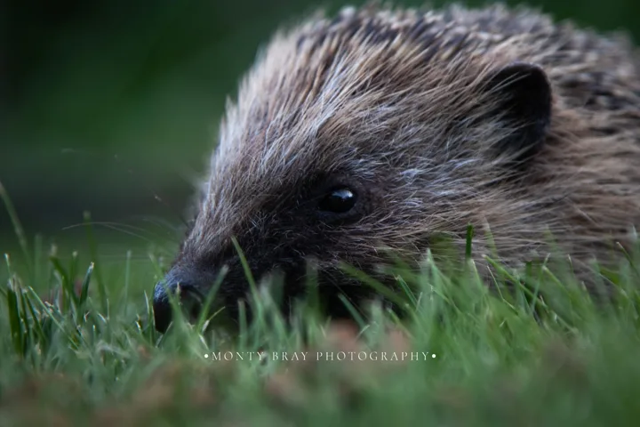 Distinct wildlife photographs — photograph by Monty Bray