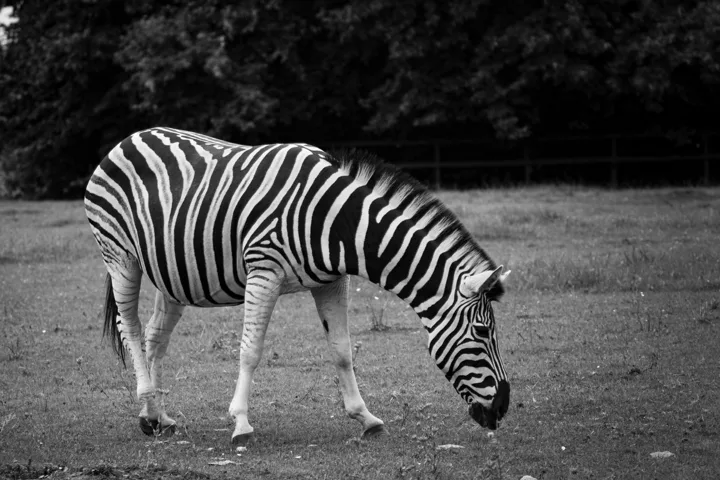 Distinct wildlife photographs — photograph by Monty Bray