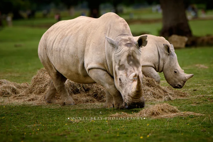 Distinct wildlife photographs — photograph by Monty Bray