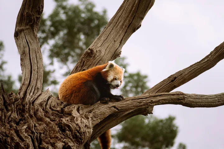 Distinct wildlife photographs — photograph by Monty Bray