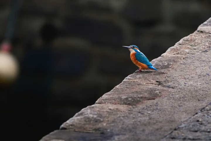 Distinct wildlife photographs — photograph by Monty Bray