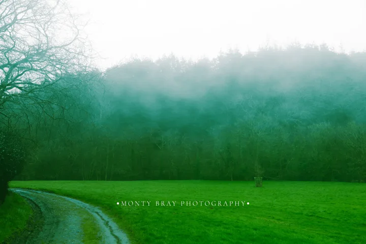 Misty woodland and river — photograph by Monty Bray