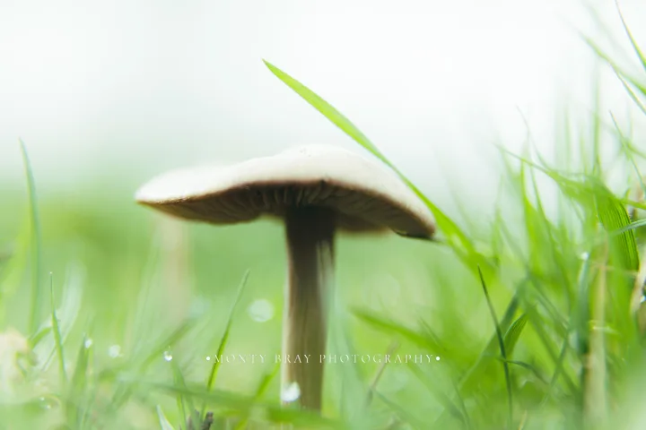 Mushroom studies — photograph by Monty Bray