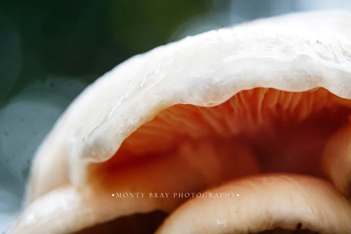 Mushroom studies — photograph by Monty Bray