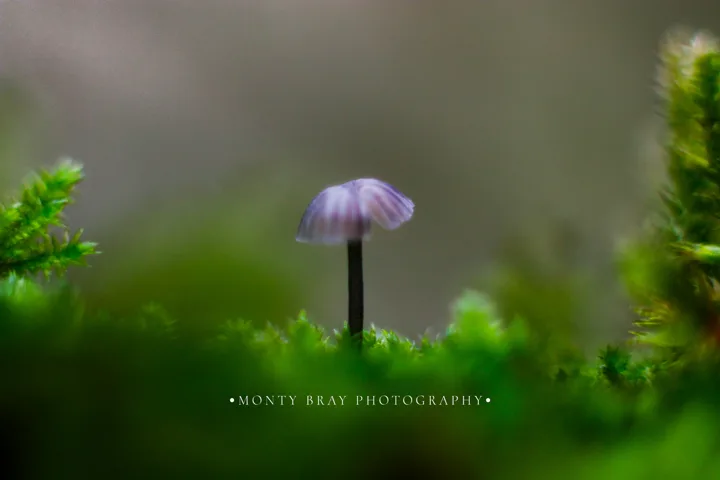 Mushroom studies — photograph by Monty Bray