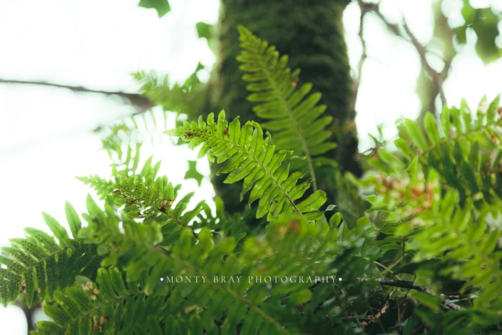 Fern studies — photograph by Monty Bray