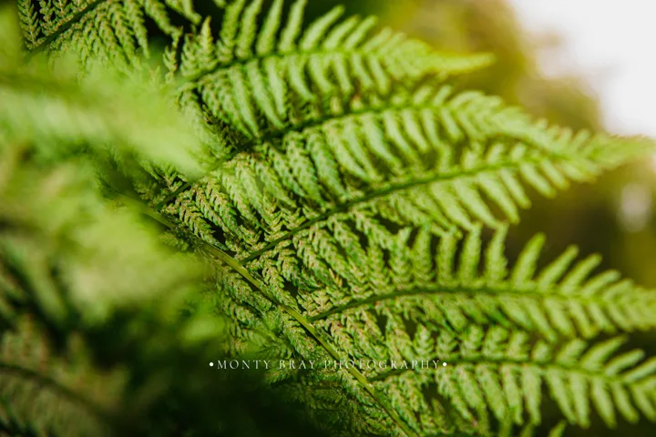 Fern studies — photograph by Monty Bray