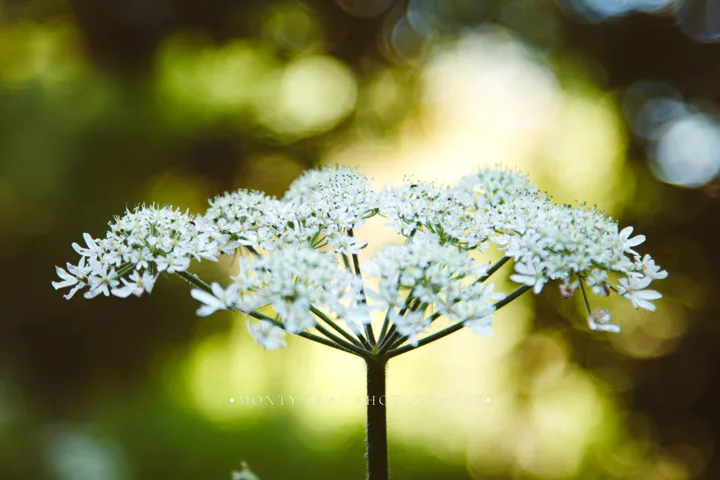 White flower studies — photograph by Monty Bray